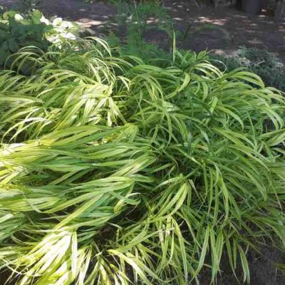 Herbe du Japon