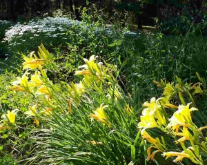 hemerocallis