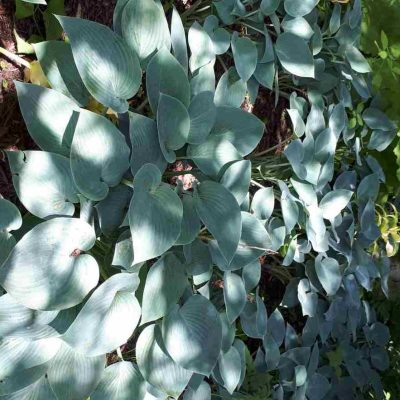 Hosta Halcyon