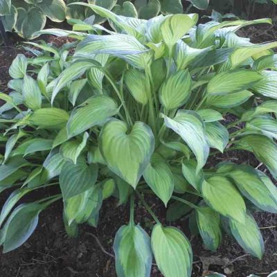 Hosta Guacamole