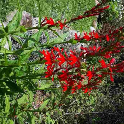 Lobelia cardinalis