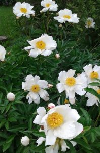 Pivoine White Wing - White wing peony
