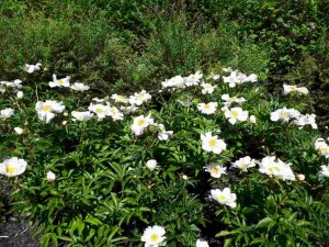 Pivoine Krinkled White