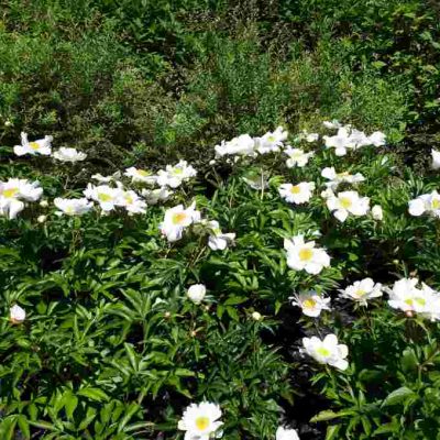 Pivoine Krinkled White