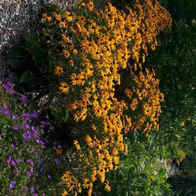Rudbeckia goldsturm