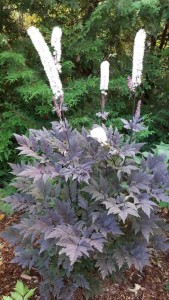 Cierge d'argent Brunette