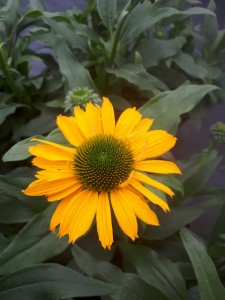 Échinacée Kismet Yellow