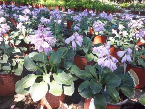 hosta blue mouse ears