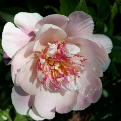 Pivoine Do Tell - Do Tell Peony