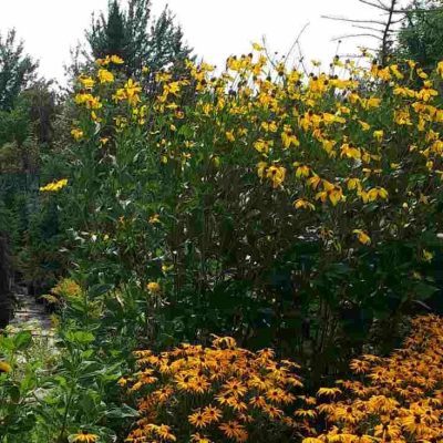 Rudbeckia Herbstonne