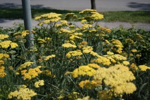 Achillée millefeuille