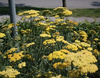 Achillée millefeuille