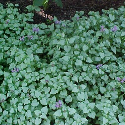 Lamium maculatum