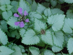 lamium maculatum