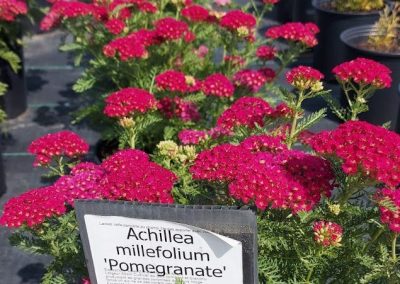 Achillea pomegrante