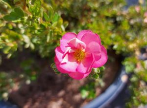 Potentilla Happy Face Hearts