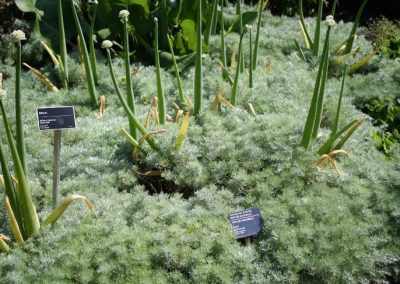 Artemesia 'Silver Mound'