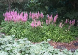Vision in Pink False Spirea