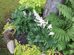 Visions in White False Spirea