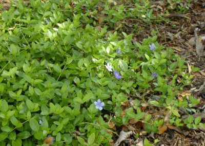 Vinca minor Petite Pervenche