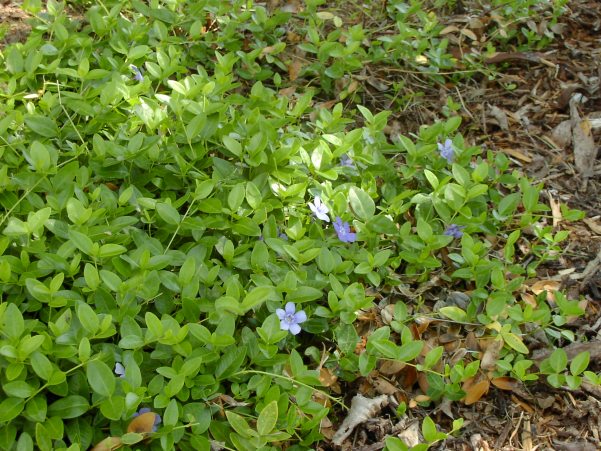 Petite Pervenche Vinca minor Petite Pervenche