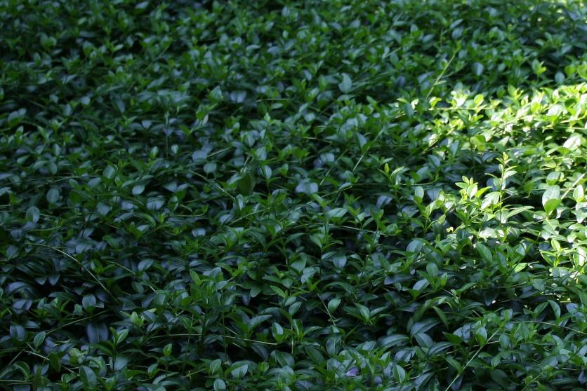 Vinca minor Common Periwinkle Petite Pervenche